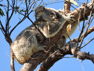 australie tasmanie 2